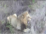 Lion Yawning - Kruger Park